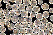 Volvox tertius zygospores, light micrograph