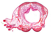 Ragworm (Nereis sp.), light micrograph