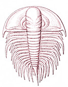 Cambrian arthropod