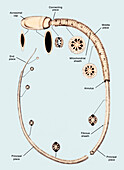 Mammalian spermatozoon, illustration
