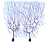 Purkinje cells Based on Cajal