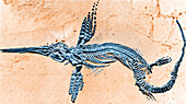 Fossilized Ichthyosaur, Mesozoic reptile