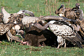 Vultures eating wildebeest