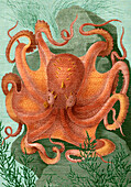 Octopus, 1878