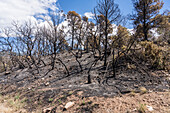 Burnt trees from a wildfire in Pack Creek Canyon, USA