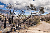 Sawyer moves away from tree cutdown after wildfire