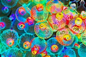 Bubble tip anemone, abstract image
