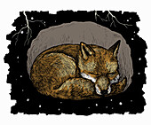 Fox asleep in underground den, illustration