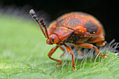 Ladybird mimic fungus beetle