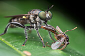 Green eyed robberfly with prey