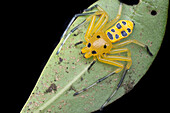 Adult female eight-spotted crab-spider