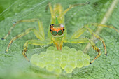 Jumping spider guarding her eggs