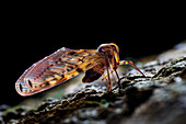 Derbid planthopper