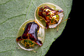Mating golden tortoise beetle