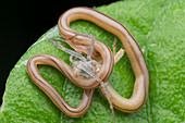 Ribbon worm eating a lynx spider