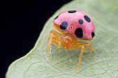 Ladybird mimic spider