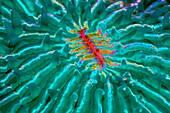 Mushroon coral, abstract image