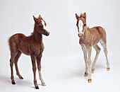 One week old foal