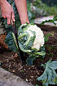 Harvesting cauliflower