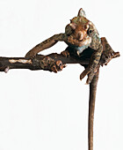 Chameleon on branch