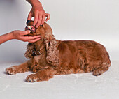 Checking a cocker spaniel's mouth