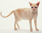 Red-point tonkinese cat standing