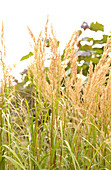 Spear grass (Stipa calamagrostis)
