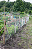 Allotment wire rabbit-proof fence