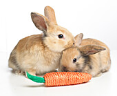 Two young rabbits with toy carrot