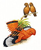 Cock of the rock, illustration