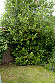 Large bay tree (Laurus nobilis) in suburban garden