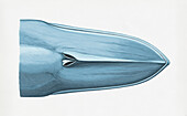 Blue whale's head