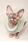 Sphynx cat wearing a knitted jumper