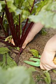 Uprooting beetroot plant from ground