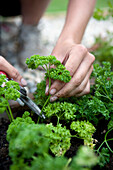 Harvesting parsley with secateurs