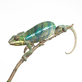 Male panther chameleon (Furcifer pardalis)