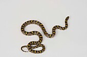 Mandarin ratsnake