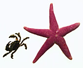 Scarlet starfish (Asterias rubens)