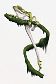 Green tree frog on a branch, illustration