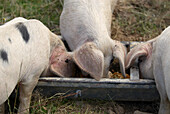 Gloucester Old Spot pigs feeding from trough