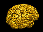 Human brain, 3D model