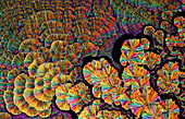 Vitamin C, polarized light micrograph