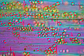 Canadian pondweed, polarised light micrograph
