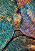 Vitamin C, polarised light micrograph