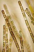 Audouinella sp. red algae, light micrograph