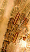 Audouinella sp. red algae and diatoms, light micrograph