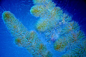 Batrachospermum sp. red algae, light micrograph
