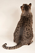 Australian mist shorthair cat