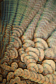 Recrystallised vitamin C, polarised light micrograph