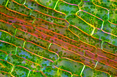 Canadian pondweed (Elodea canadensis), light micrograph